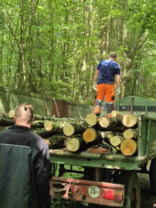 Holz_ - 6