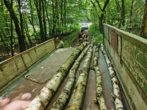 Holz_ - 8